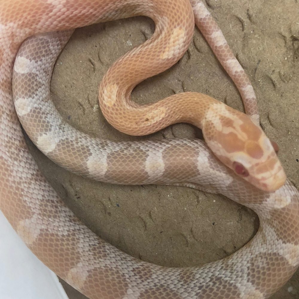 CB24 Mandarin Corn Snake