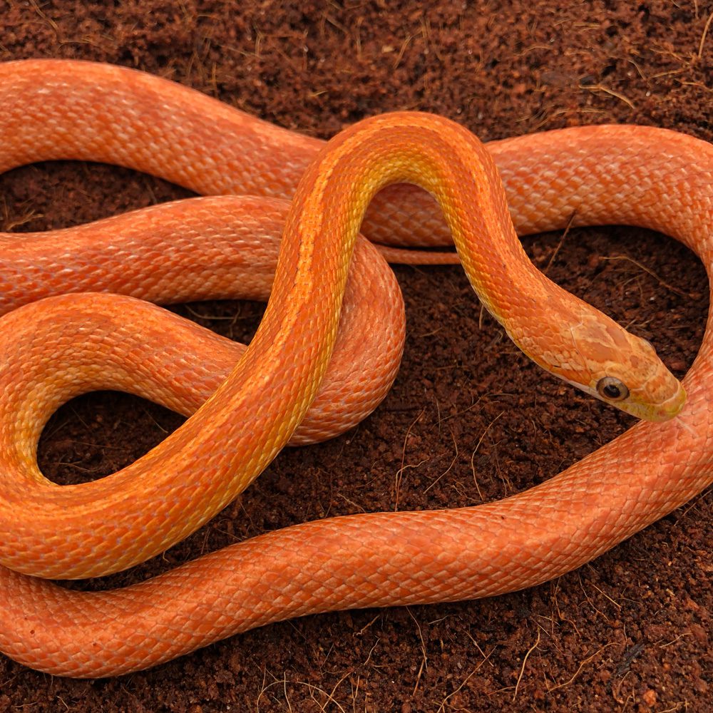 CB24 Terrazzo Corn Snake