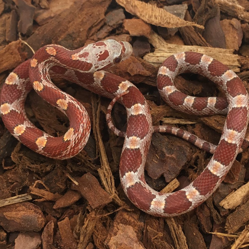 CB24 Hypo Bloodred Corn Snake