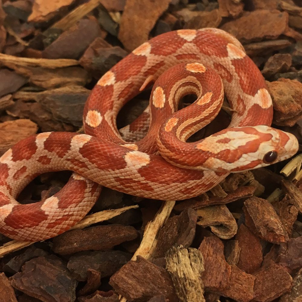 CB24 Hypo Motley Corn Snake