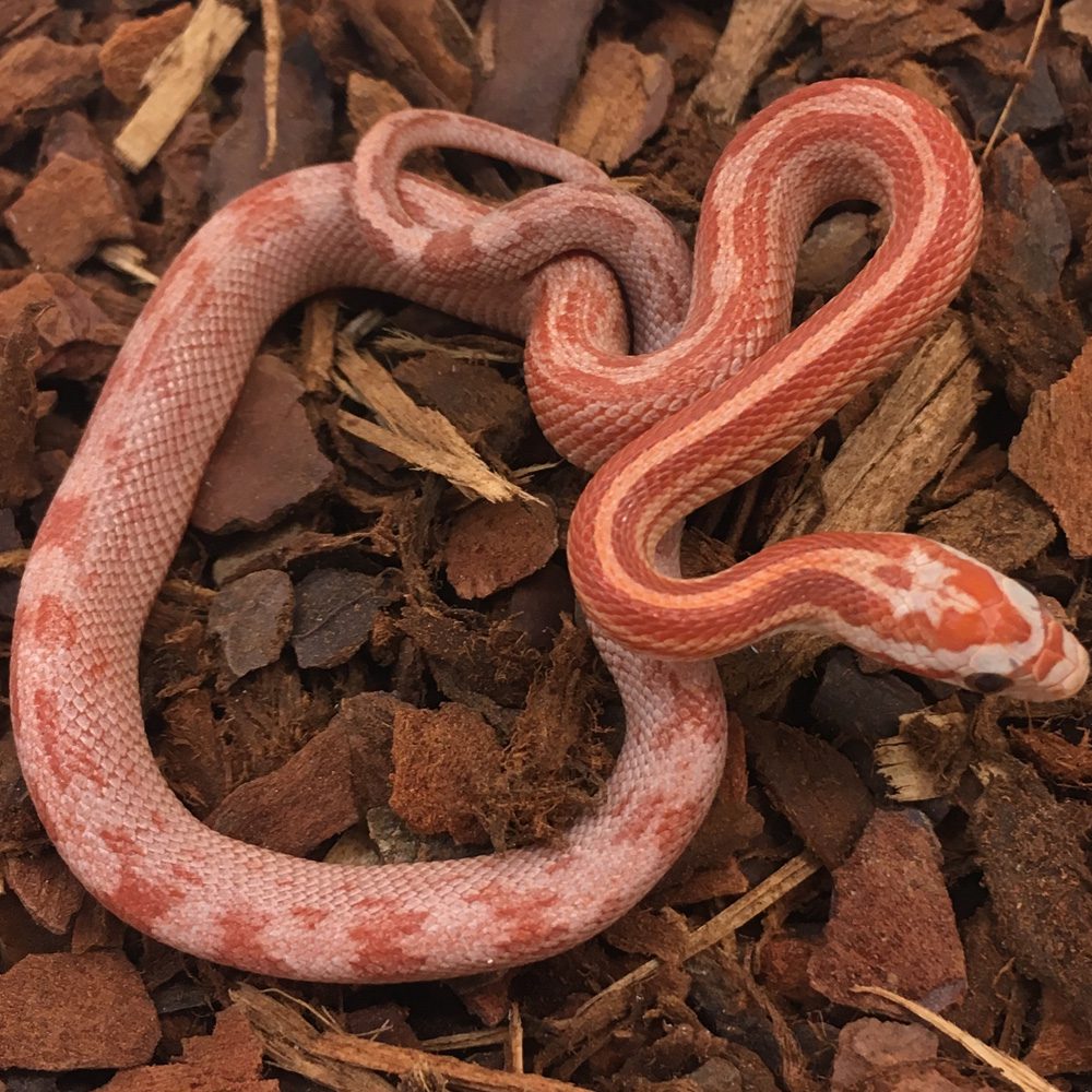 CB24 Hypo Motley Stripe Corn Snake