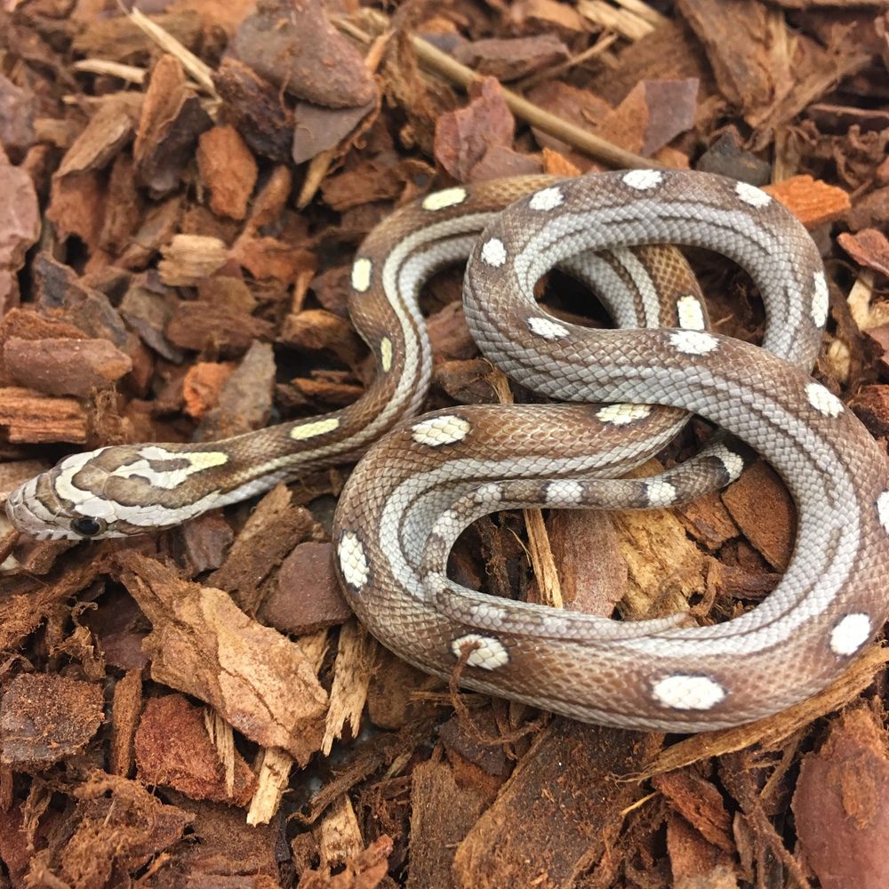 CB24 Caramel Motley Corn Snake