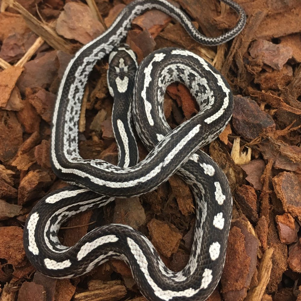 CB24 Anery Tessera Corn Snake