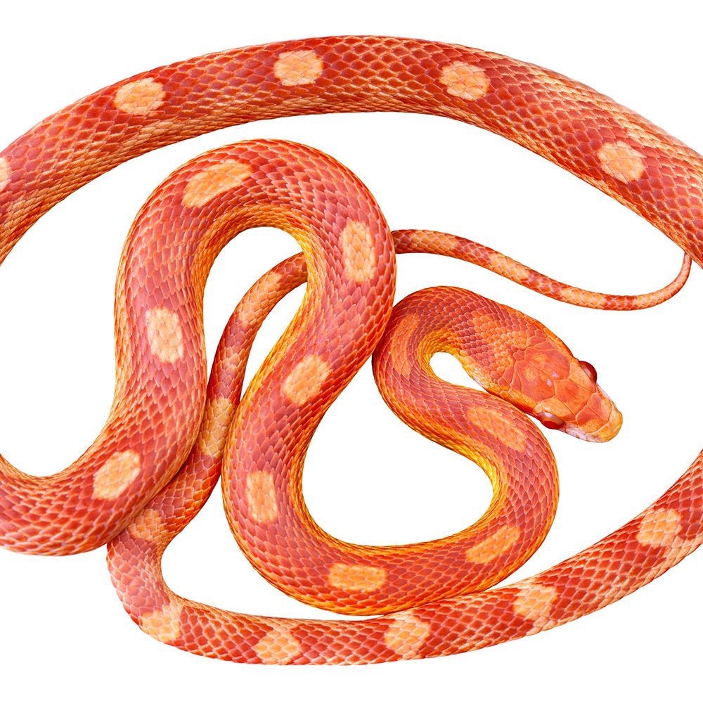 CB24 Amel Motley Corn Snake