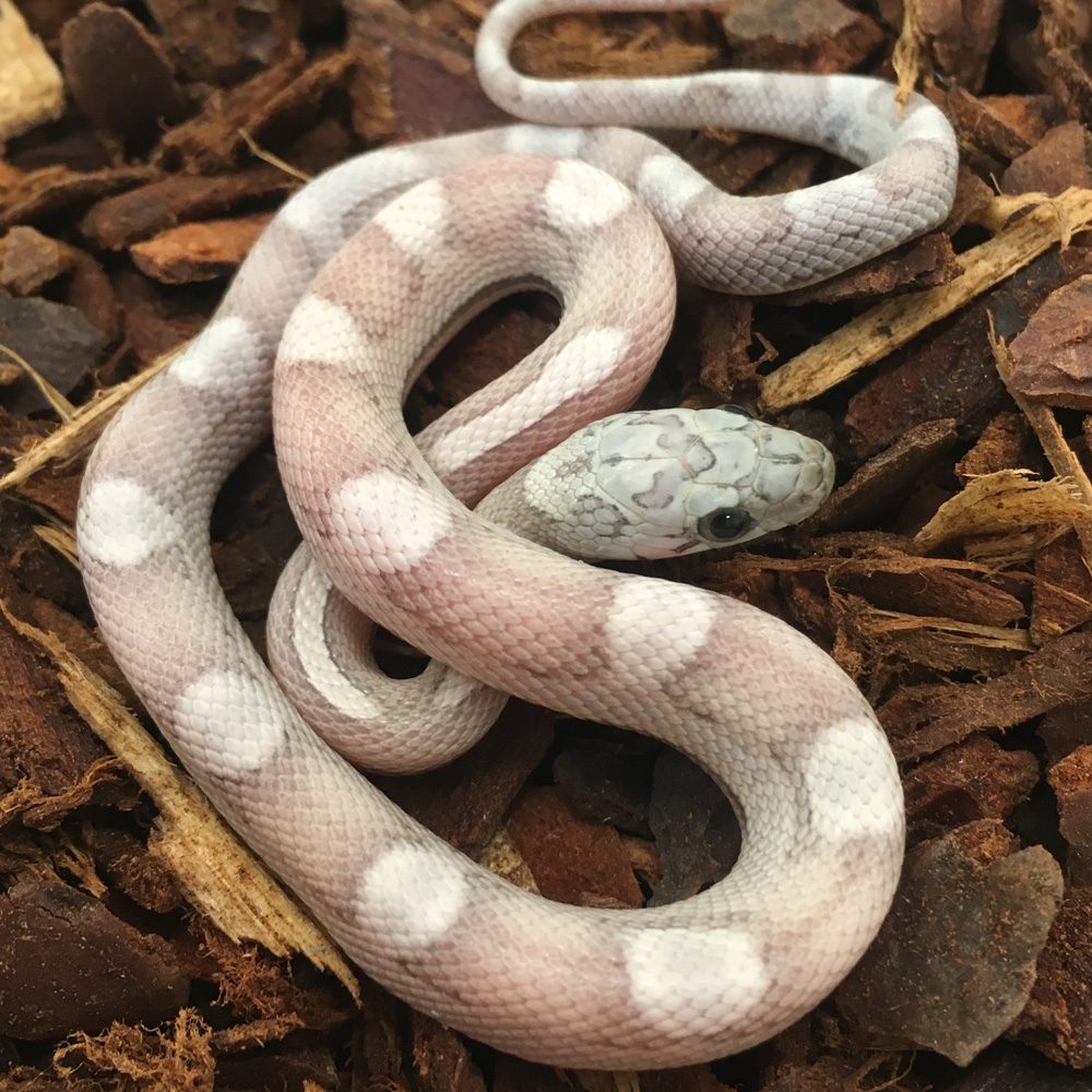 CB24 Ghost Motley Corn Snake