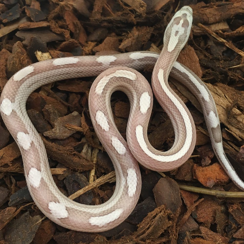 CB24 Ghost Motley Stripe Corn Snake