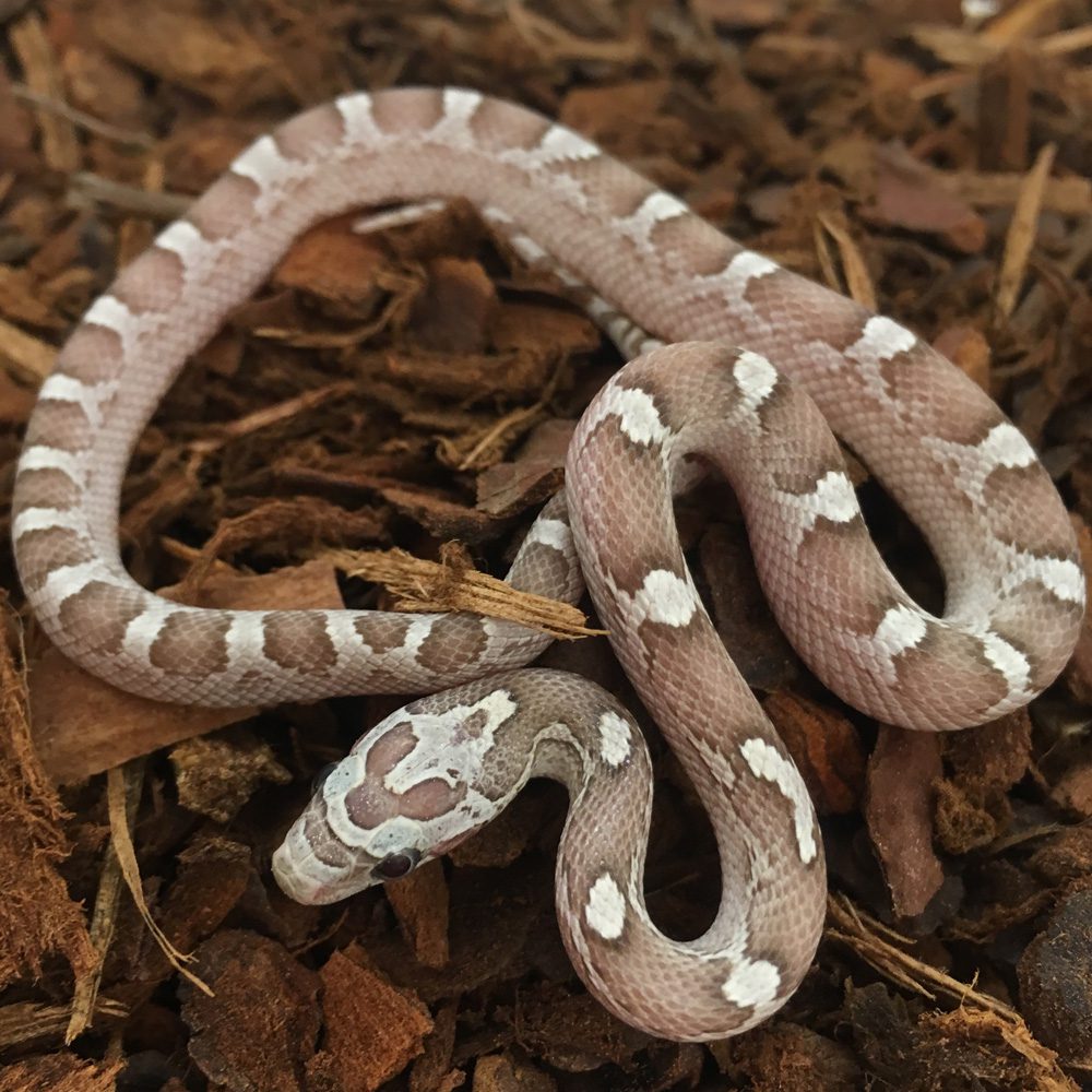 CB24 Bloodred Ghost Corn Snake