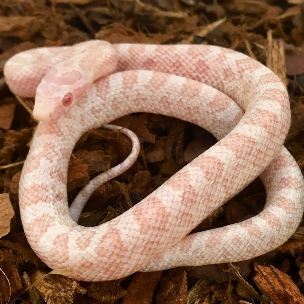 CB24 Peppermint Corn Snake