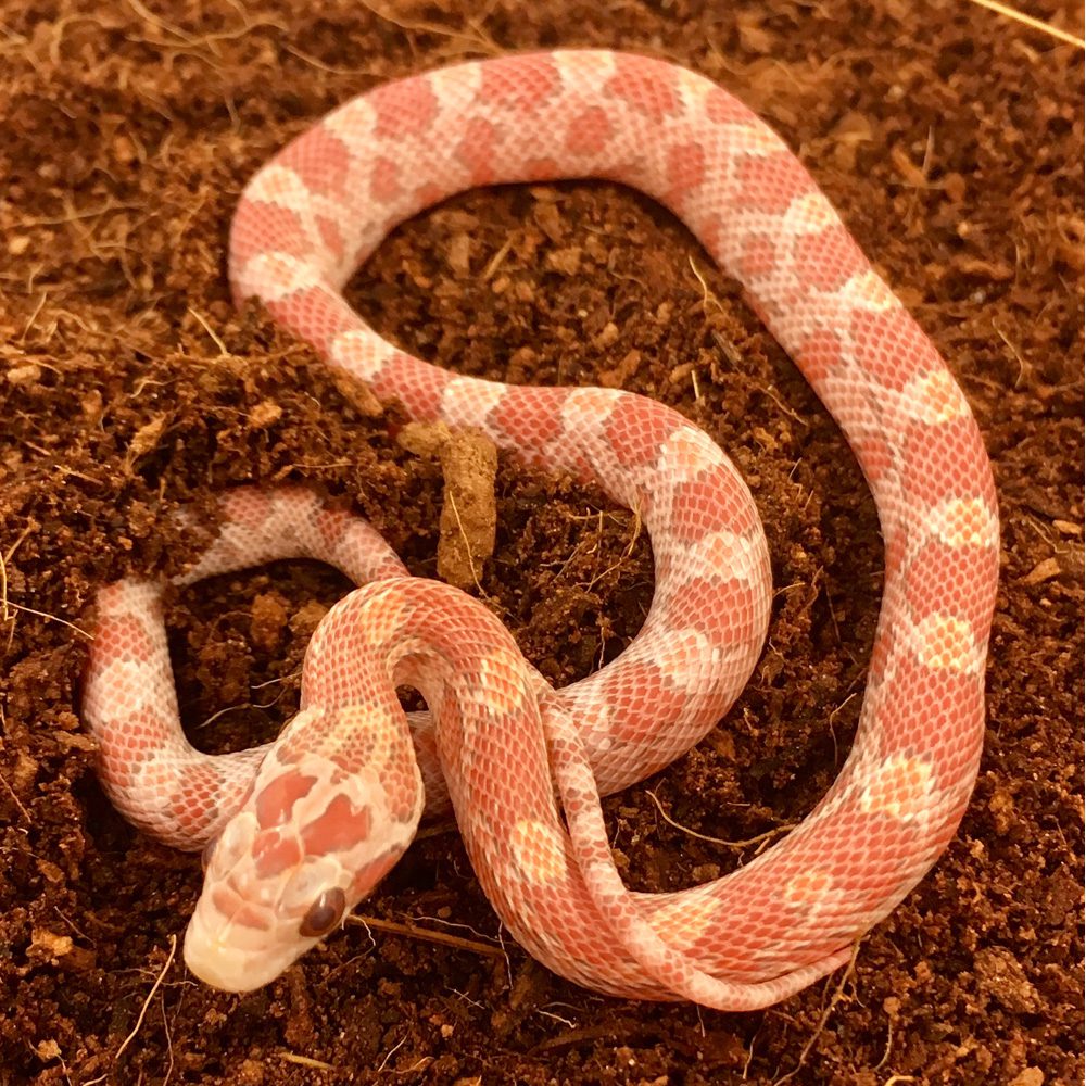 CB24 Bloodred Lava Corn Snake