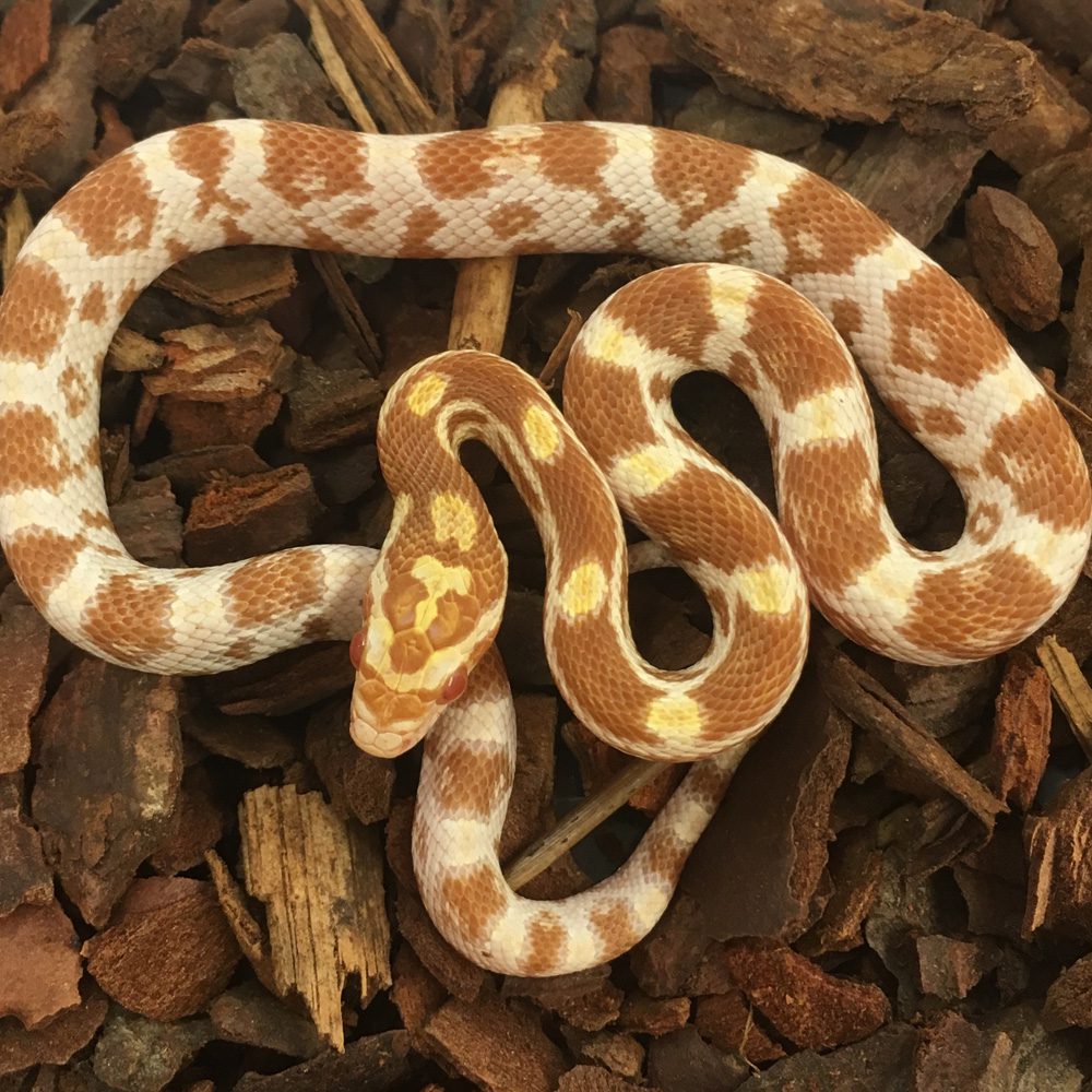 CB24 Butter Corn Snake