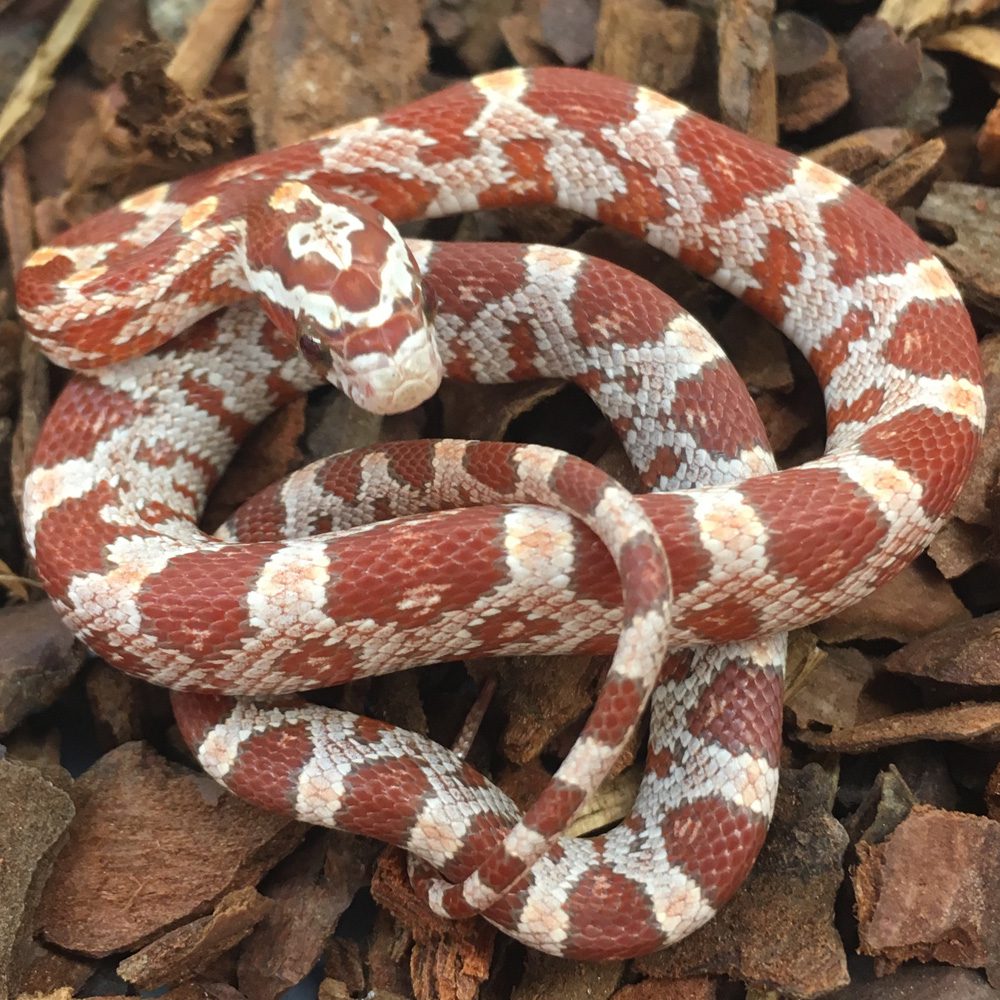 CB24 Ultra Corn Snake