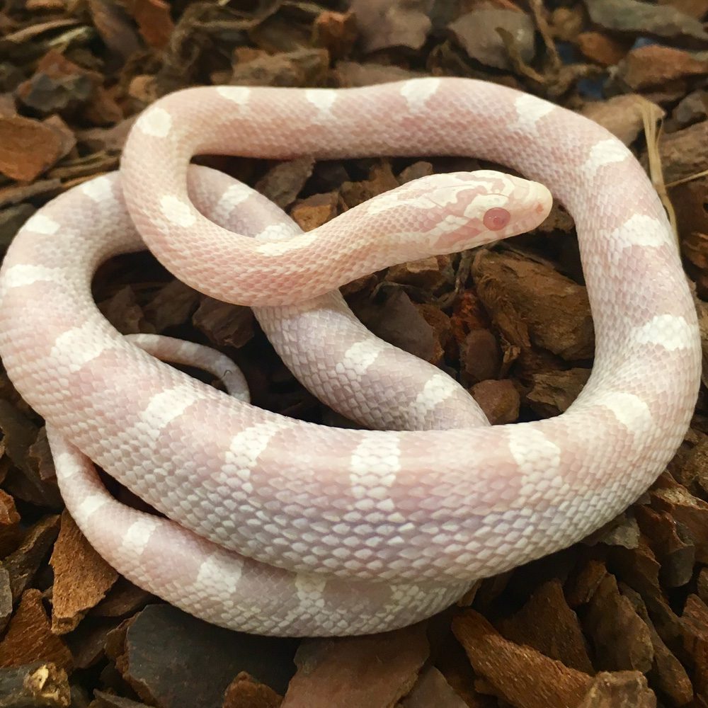 CB23 Avalanche Corn Snake