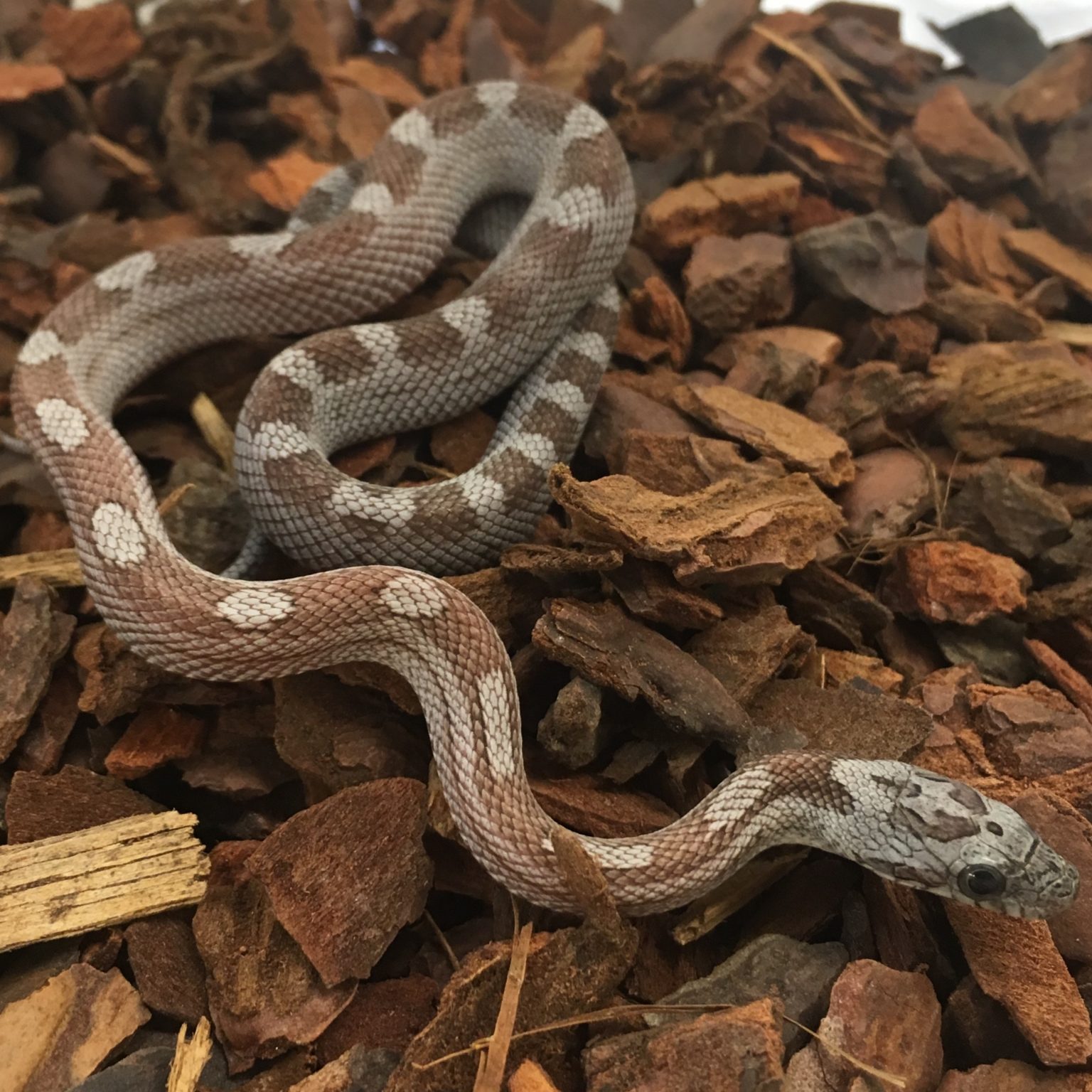 CB22 Normal Corn Snake – Peregine