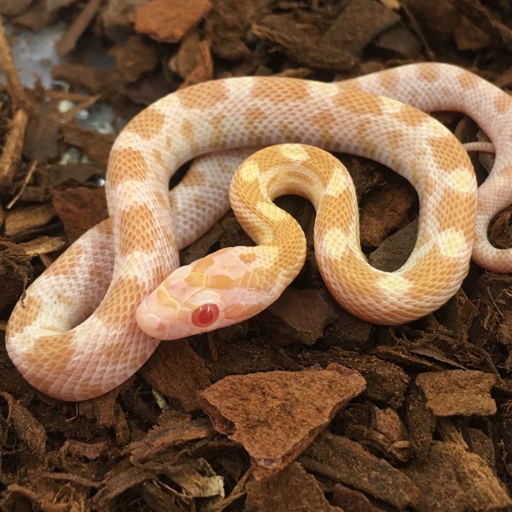 CB24 Sulfur Corn Snake