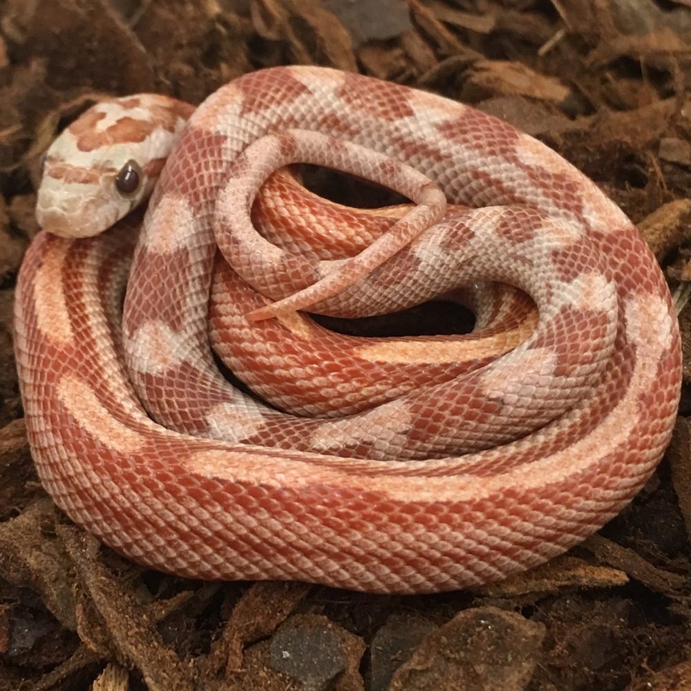 CB24 Ultra Motley Corn Snake