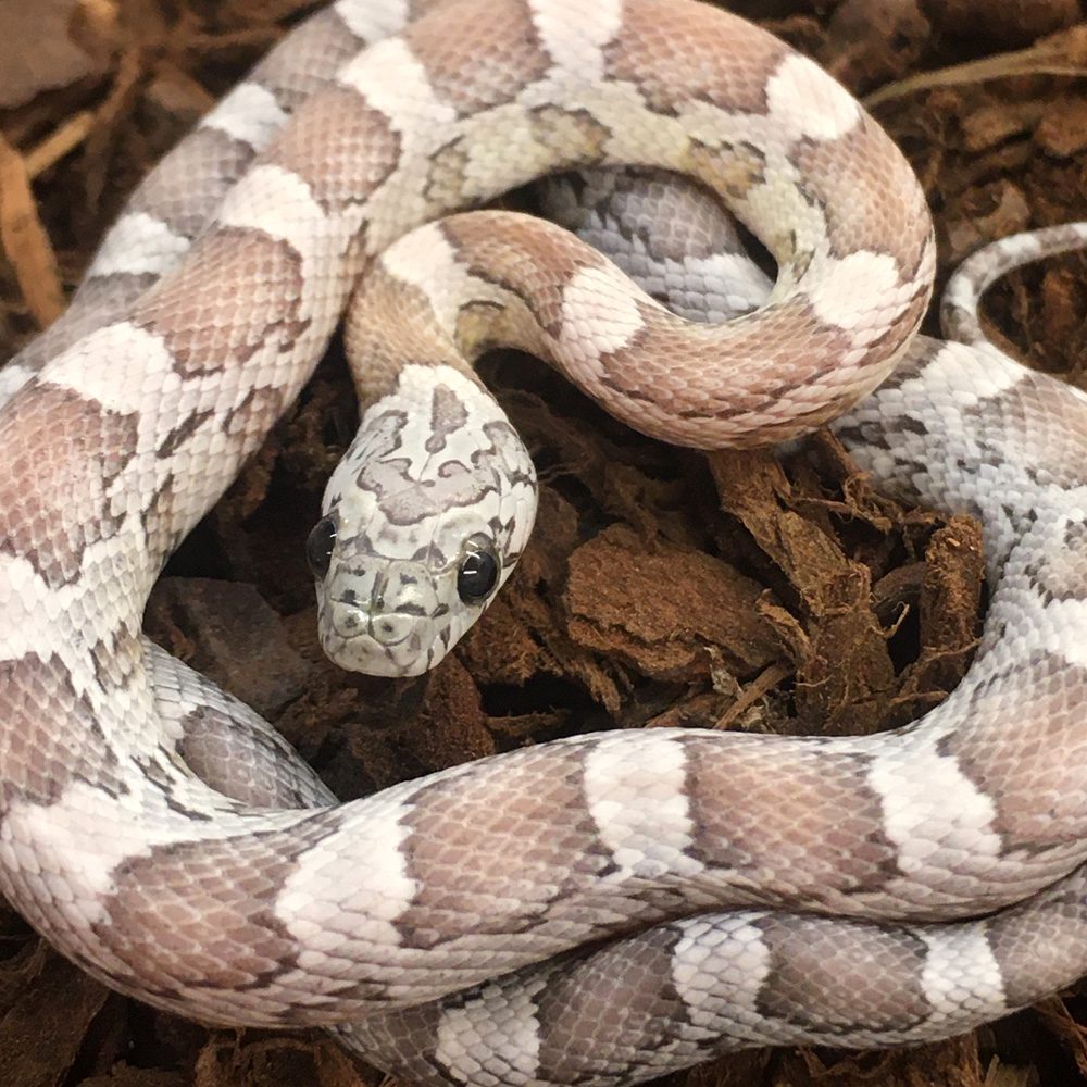 CB24 Anery Sunkissed Corn Snake