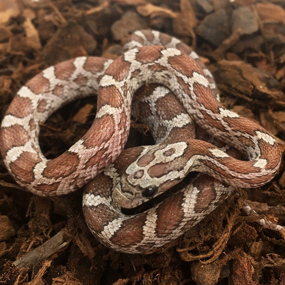 CB24 Hypo Ashy Corn Snake