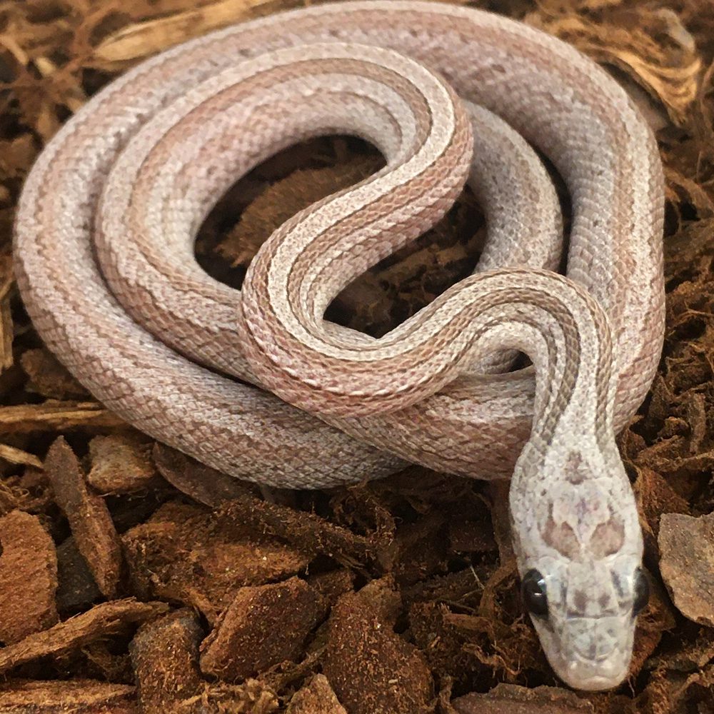 CB23 Hypo Ashy Terrazzo Corn Snake