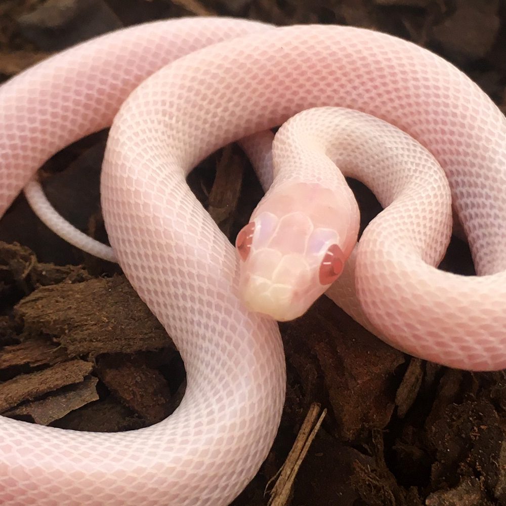 CB24 Whiteout Corn Snake