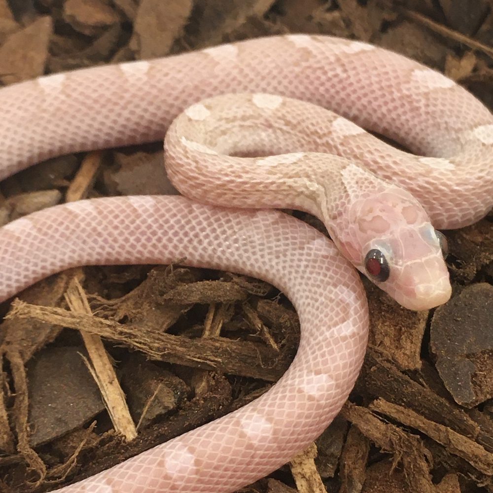 CB24 Platinum Bloodred Corn Snake