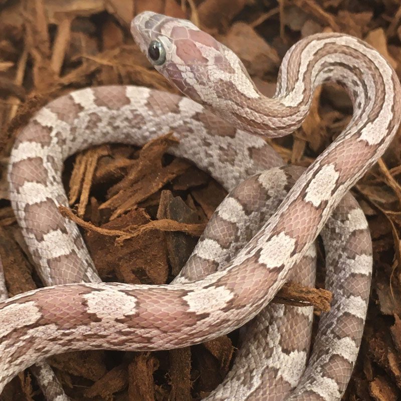 CB23 Hypo Cinder Corn Snake