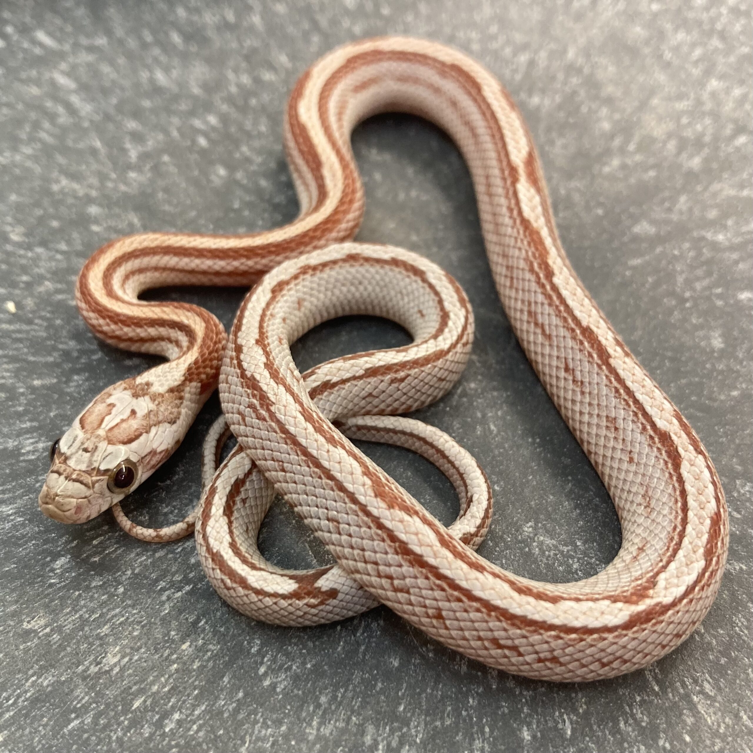 CB24 Ultra Stripe Corn Snake