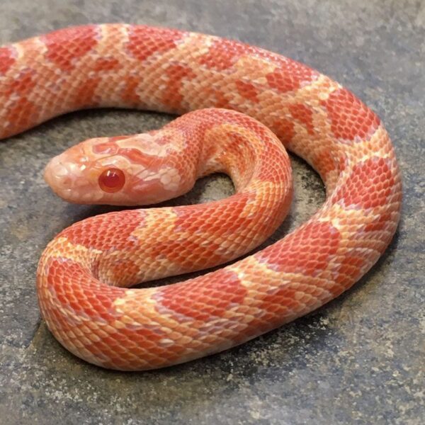 CB23 Gold Dust Corn Snake Peregrine