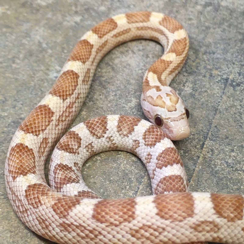 CB23 Gold Dust Corn Snake