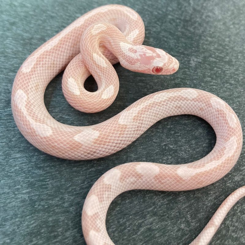 CB22 Snow Motley Stripe Corn Snake | Peregine