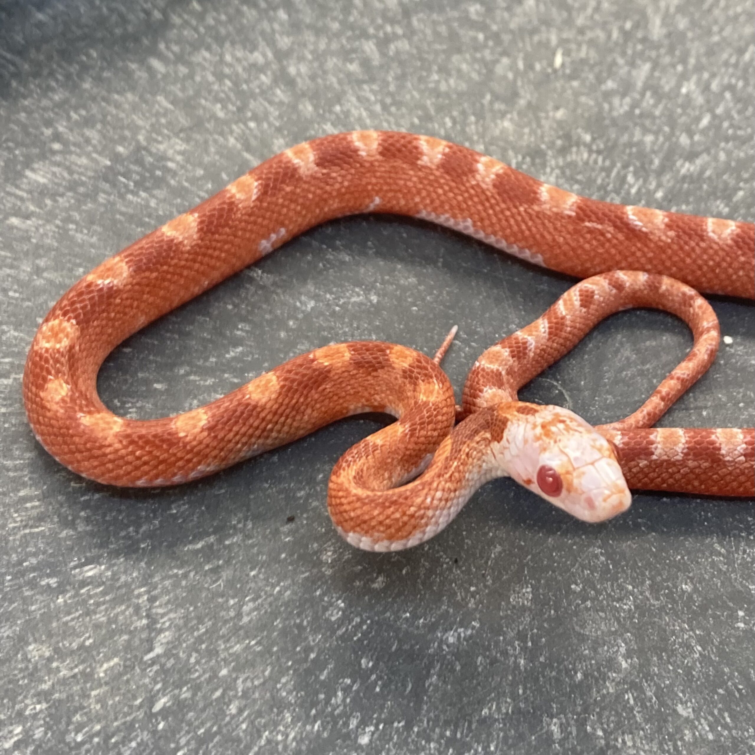 CB23 Pied Sided Amel Corn Snake