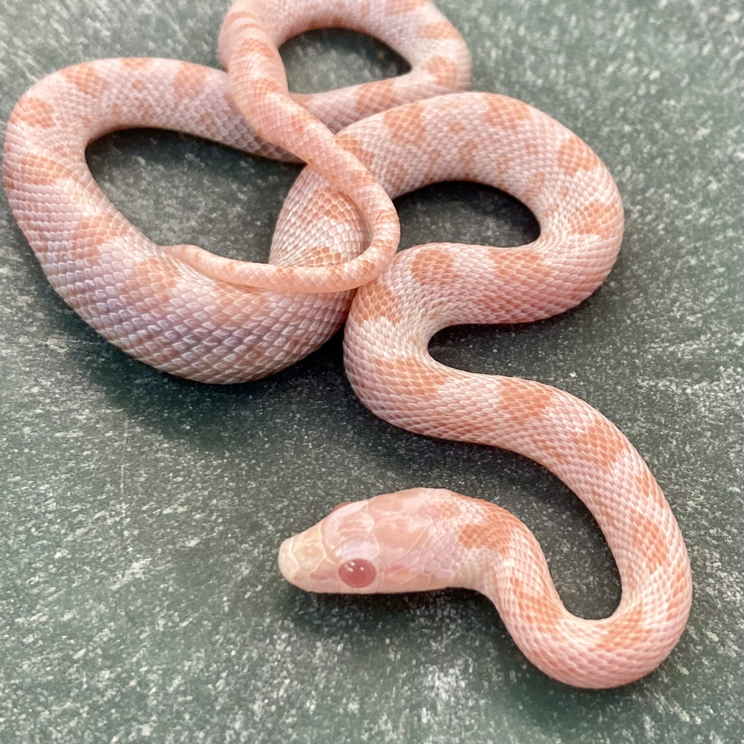 CB23 Peppermint Lava Corn Snake