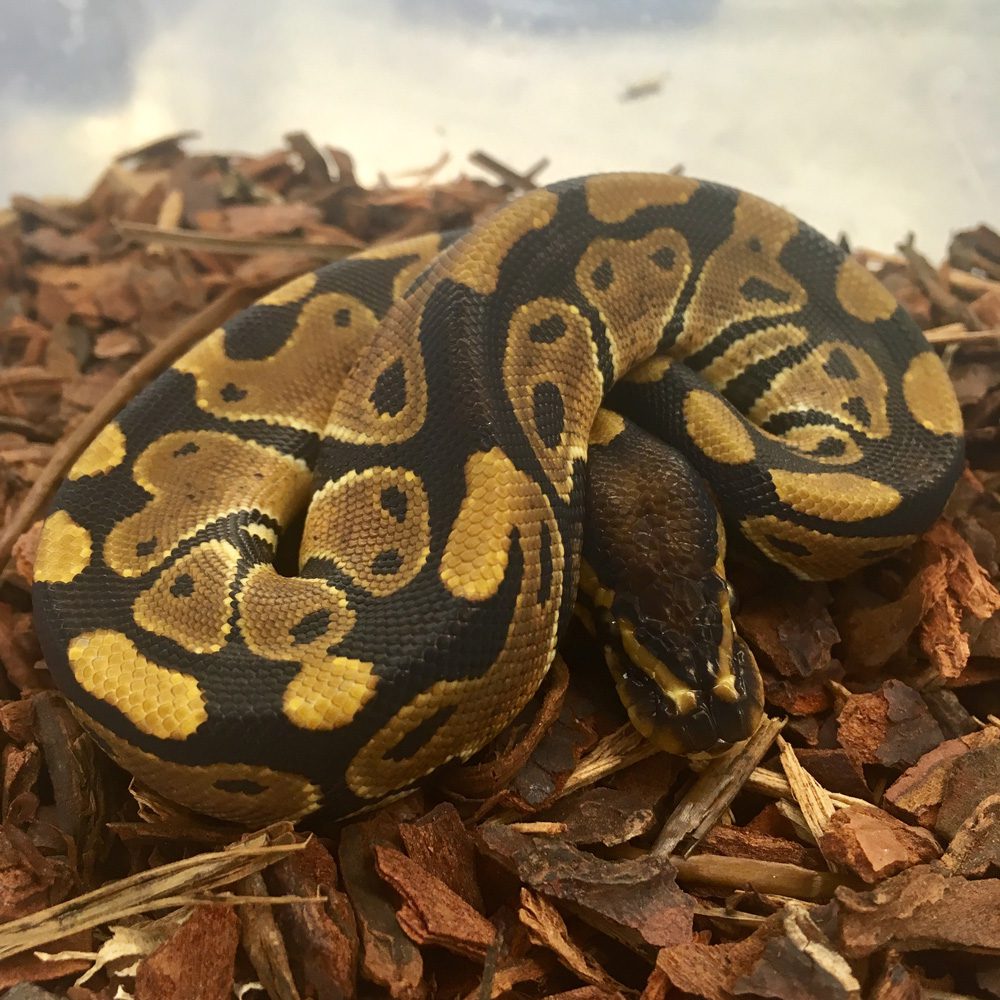 CB24 Royal Python