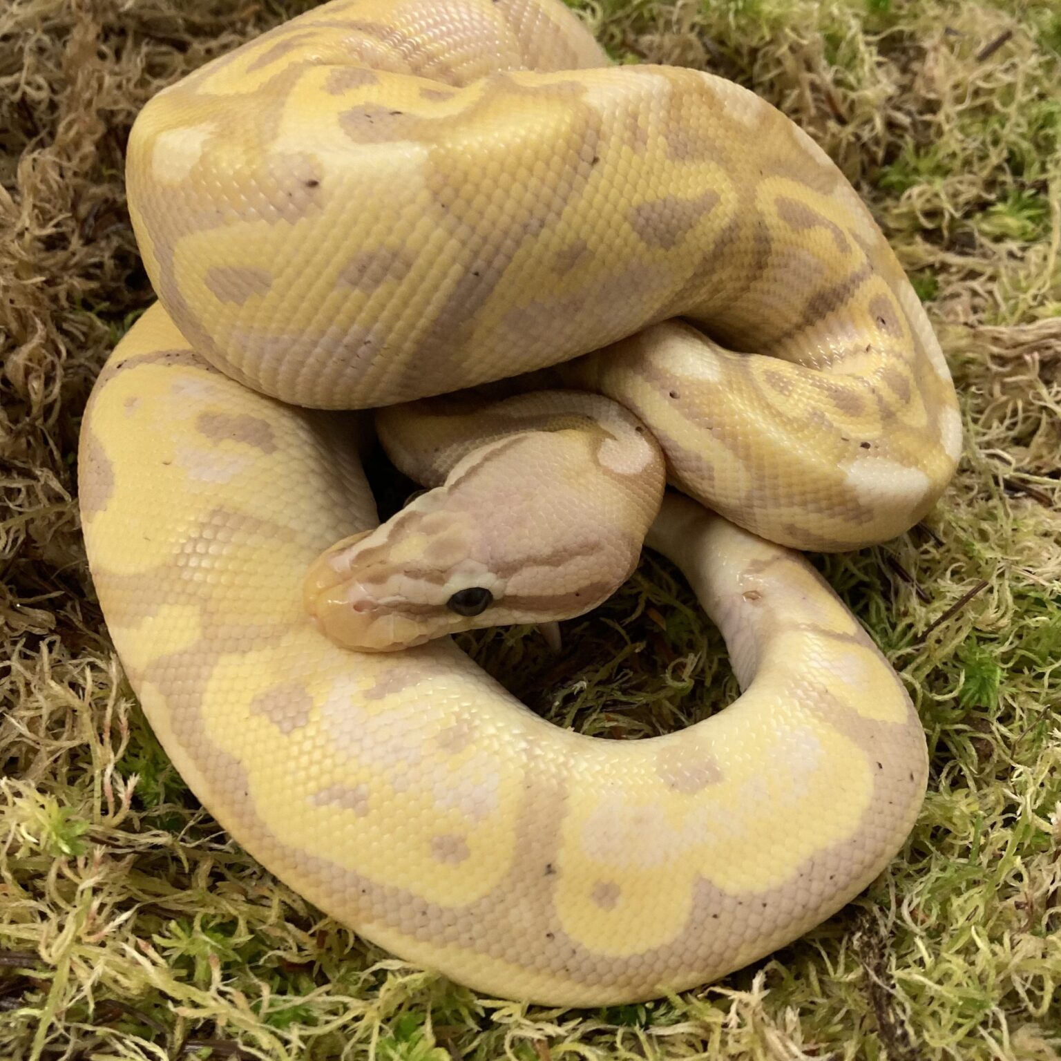 Royal Pythons – Peregine