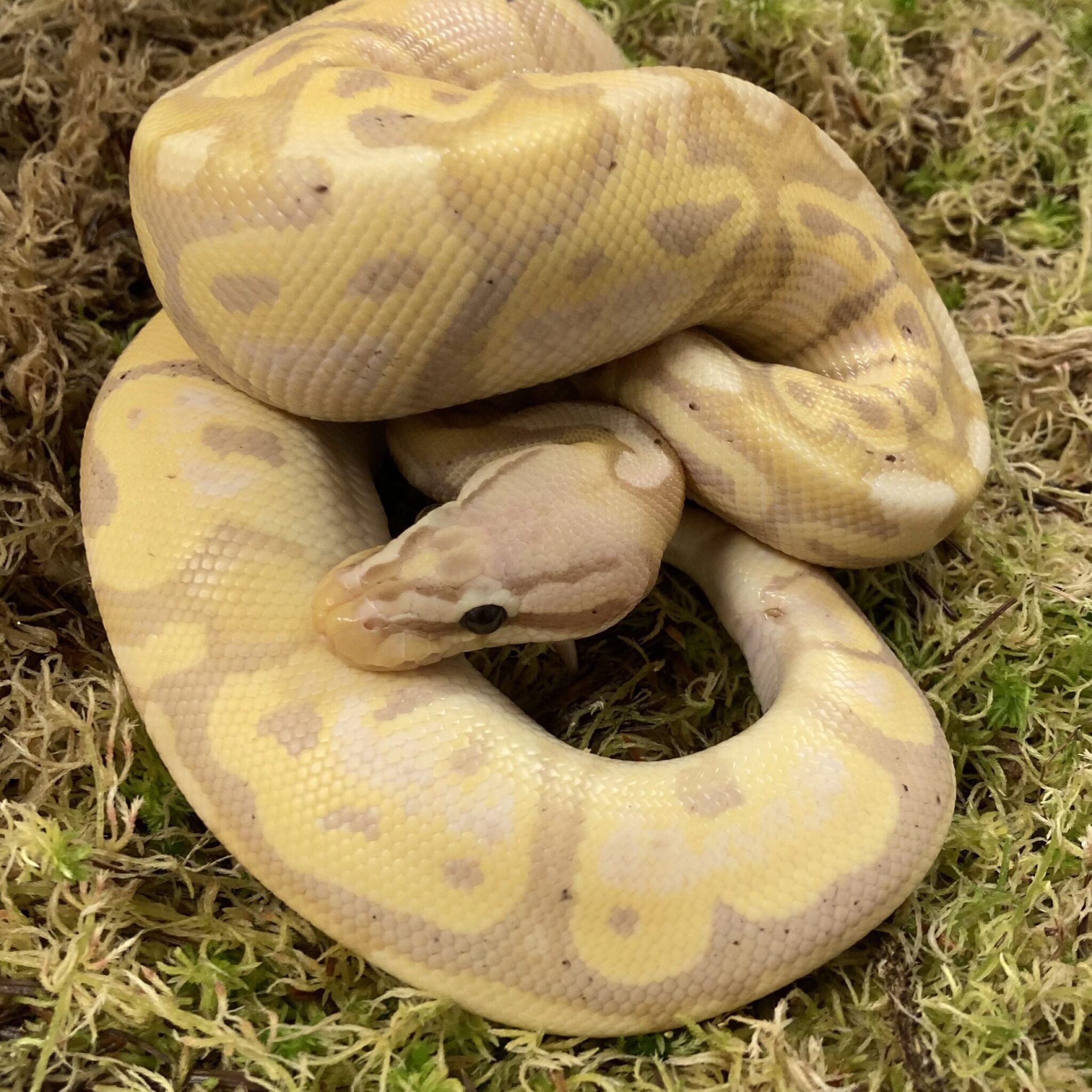 Royal Pythons – Peregine