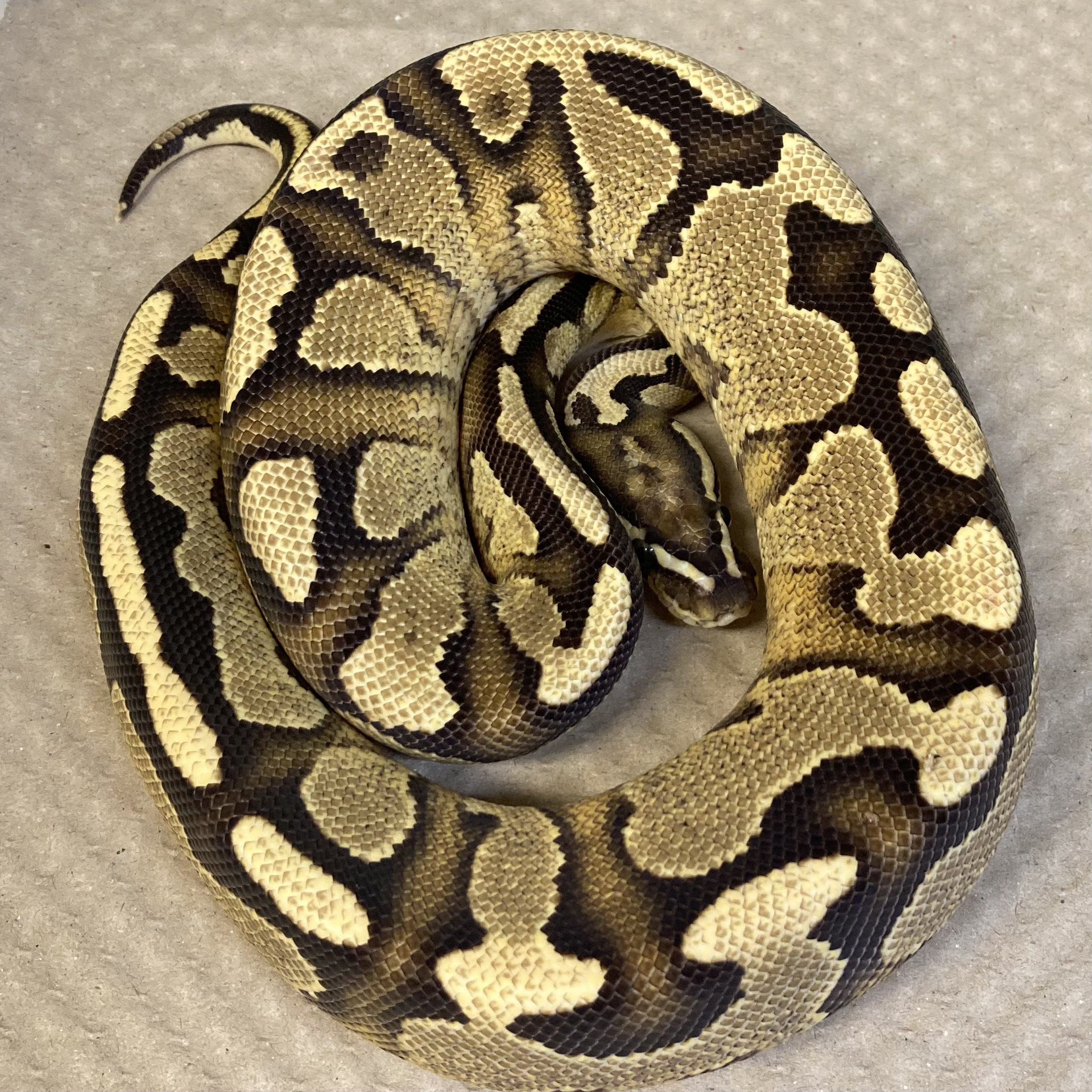 CB22 MALE FIRE ORANGE DREAM Y.B Royal Python