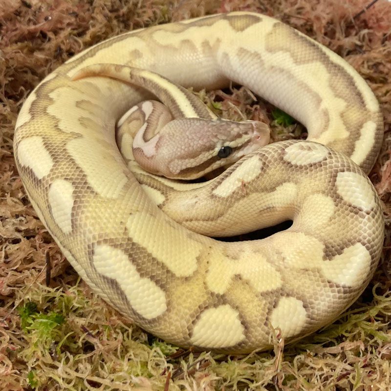 Boas & Pythons – Peregine