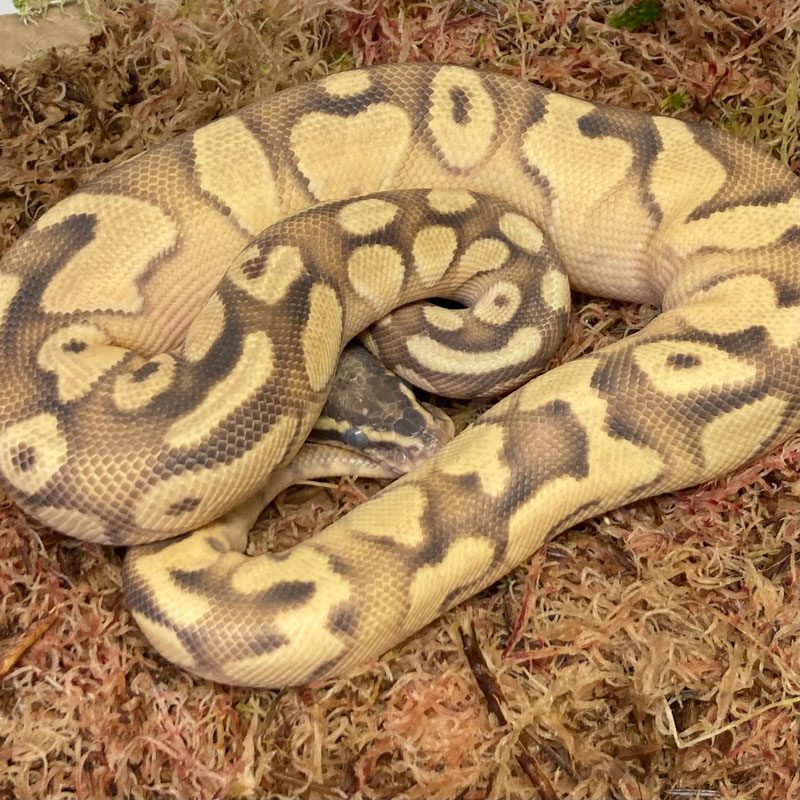 CB Pastel Enchi YB Royal Python