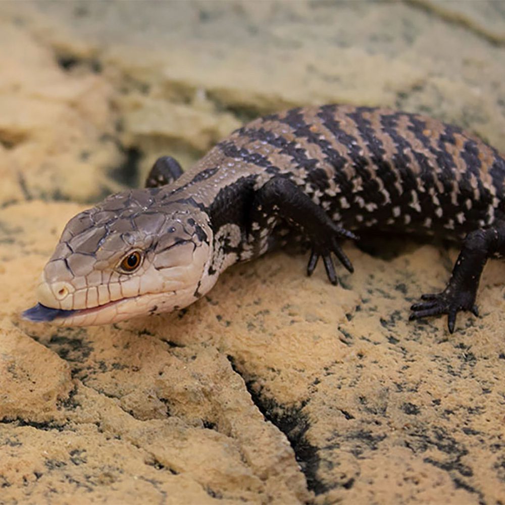 CB Northern Blue Tongue Skink