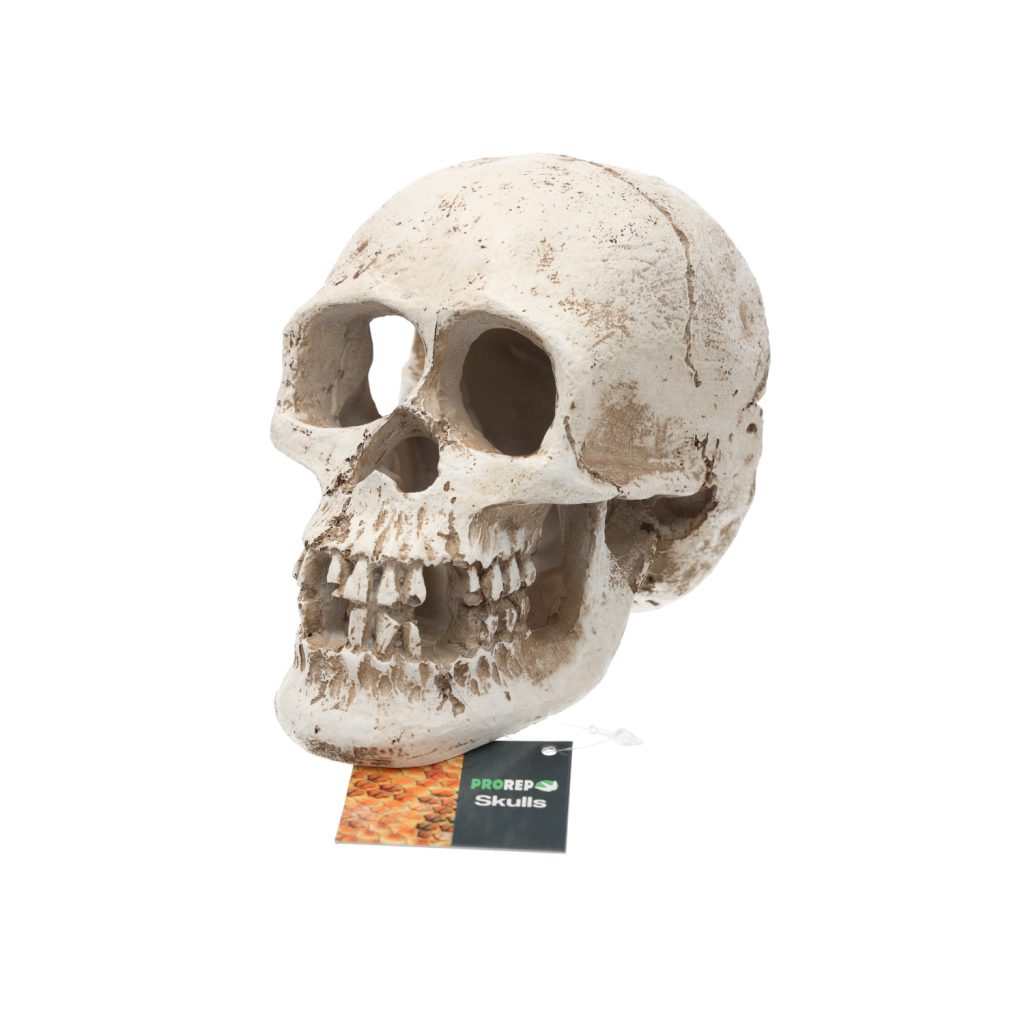 PR Human Skull 15x10x11.5cm DPS090