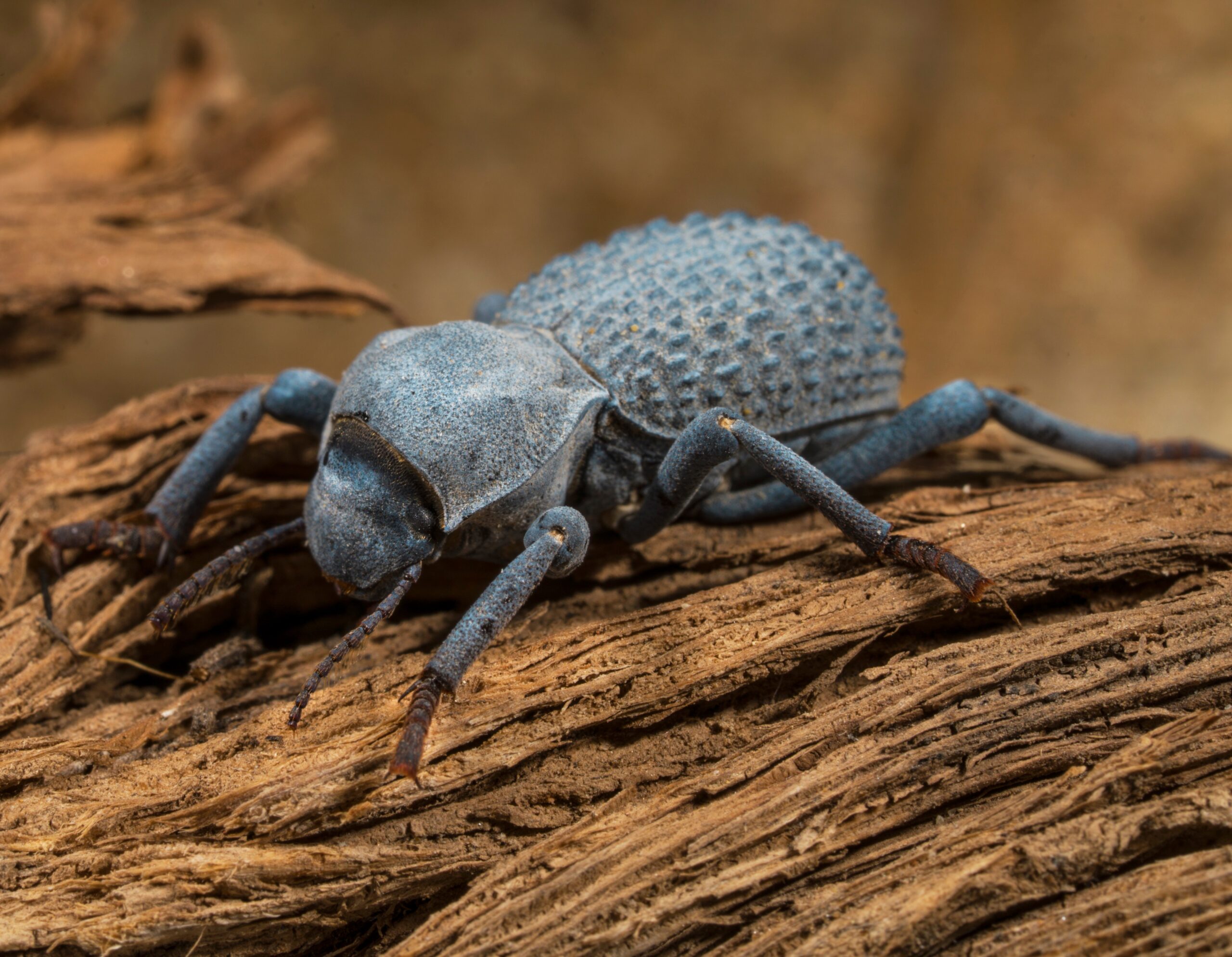 WC Blue Death-Feigning Beetle