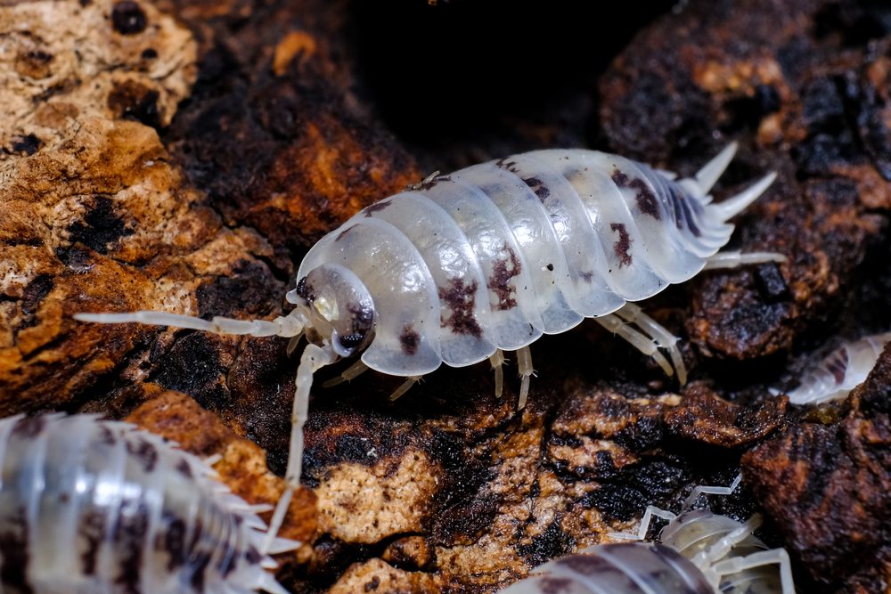 Dairy Cow Woodlice Pre-pack